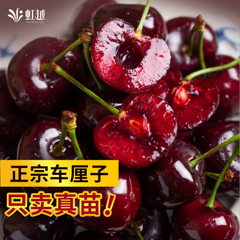 虹越车厘子裸根树苗樱桃果树苗南北方种植福瑞斯科黑珍珠红妃,淘宝优惠券,粉丝福利购,淘宝优惠卷