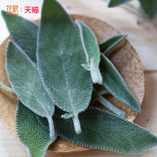 花彩鼠尾草盆栽苗水果凤梨香草多年生宿根花园花境四季耐热观赏花 - 图2