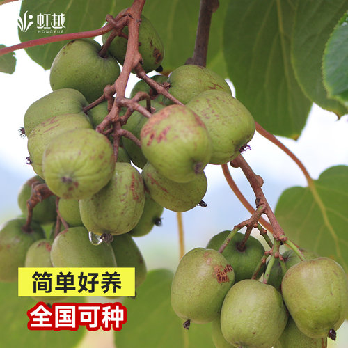 软枣猕猴桃树果苗树苗虹越南方北方地栽盆栽库库瓦挂果率高 - 图1