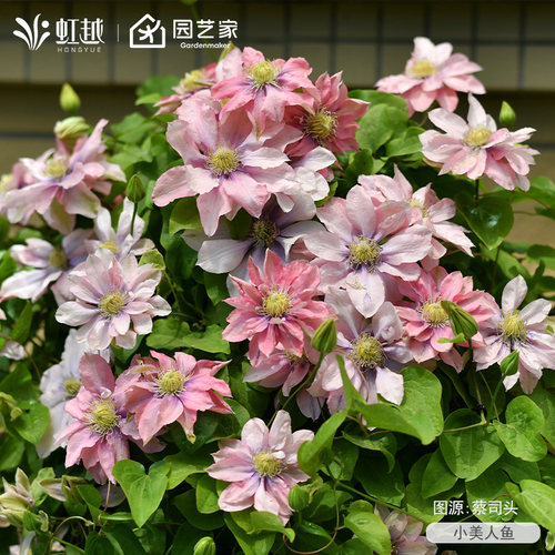 虹越铁线莲大苗乌托邦爬藤植物庭院拱门栅栏花园耐寒盆栽花卉 - 图2