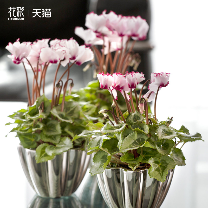 虹越新品仙客来盆栽带花卉植物室内花酒红阳台兔耳送礼年宵花期长,淘宝优惠券,粉丝福利购,淘宝优惠卷