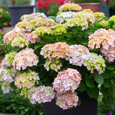 虹越易多梦幻绣球花盆栽带花四季无尽夏绣球花苗老桩盆栽室外阳台 虎窝淘