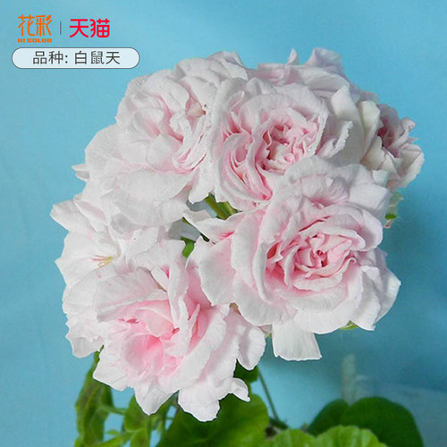 花彩重瓣天竺葵盆栽室内阳台多季开花期长橘子果酱洋绣球爆花量大 - 图1