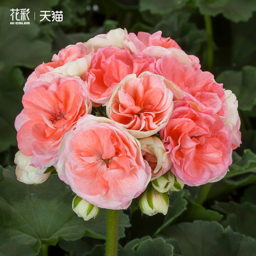 花彩重瓣天竺葵盆栽室内阳台多季开花期长橘子果酱洋绣球爆花量大 - 图0