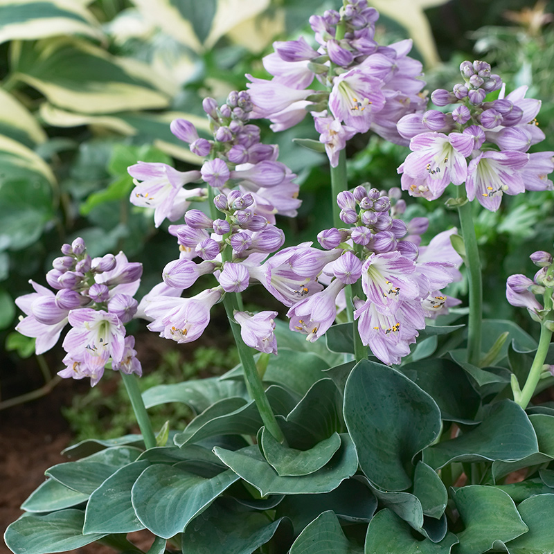 玉簪裸根苗耐阴庭院花园阳台多年生植物观赏花卉宿根好养 - 图0