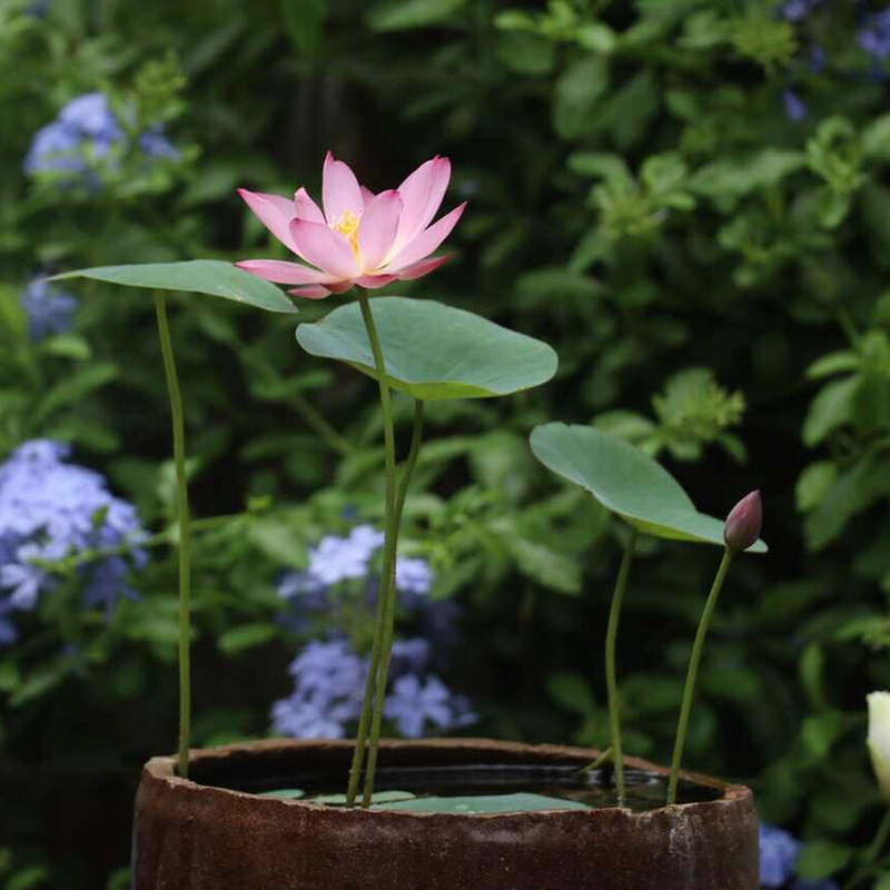 虹越碗莲水培植物种藕荷花卉夏季水生睡莲花水养鱼缸阳台花园