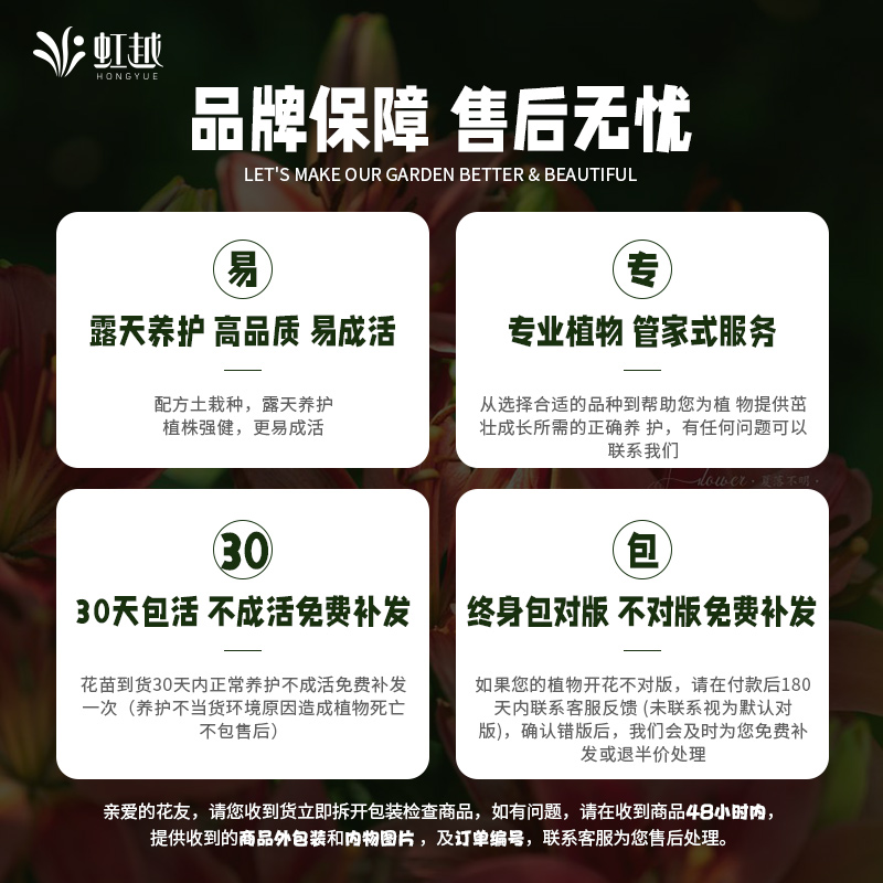 易多梦幻无尽夏高档花卉绣球花苗大苗盆栽庭院别墅花园植物带花苞 - 图3