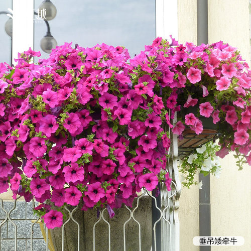 虹越园艺家矮牵牛花苗阳台垂吊花卉阳台盆栽家庭室外庭院四季耐热 - 图3