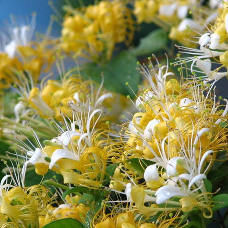 虹越可食用金银花树苗浓香多季开花卉盆栽阳台庭院爬藤植物花期长,淘宝优惠券,粉丝福利购,淘宝优惠卷