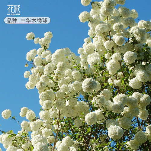 虹越中华木绣球花盆栽斗球老桩欧洲木绣球大苗庭院地栽耐寒花树苗 - 图2