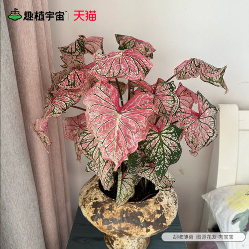 花彩胡椒薄荷种球块根彩叶芋盆栽阳台室内桌面网红观叶绿植物耐热 - 图2