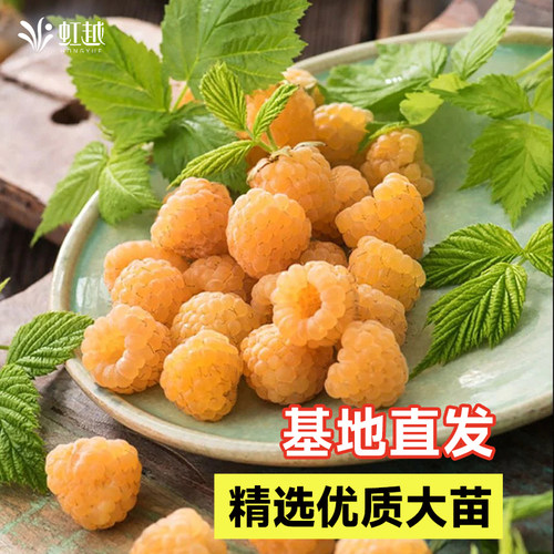 虹越树莓苗覆盆子果苗盆栽水果树阳台南方北方种植多年生耐热耐寒 - 图0