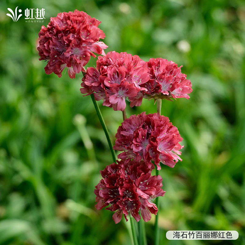 虹越园艺家花卉种苗石竹海石竹小花苗盆栽庭院阳台爆花好养多年生 - 图0