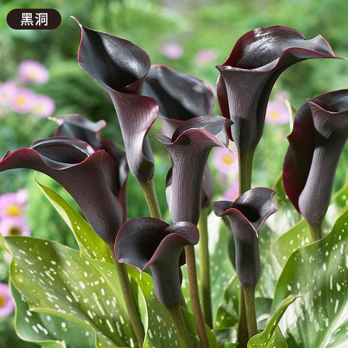 虹越进口彩色马蹄莲球根块茎大种球多年生彩马种球球根阳台盆栽 - 图3