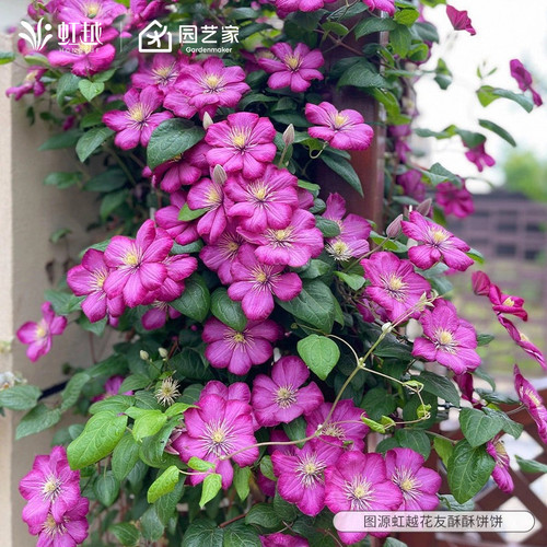 虹越铁线莲小苗乌托邦绿玉小鸭大河蓝光市长美好回忆爬墙攀援花卉 - 图2