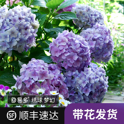 虹越易多梦幻绣球花盆栽带花四季无尽夏绣球花苗老桩盆栽室外阳台 虎窝淘