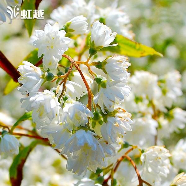 溲疏盆栽夏樱花草莓田雪樱花粉铃铛虹越庭院花园多年生花灌木苗 - 图0