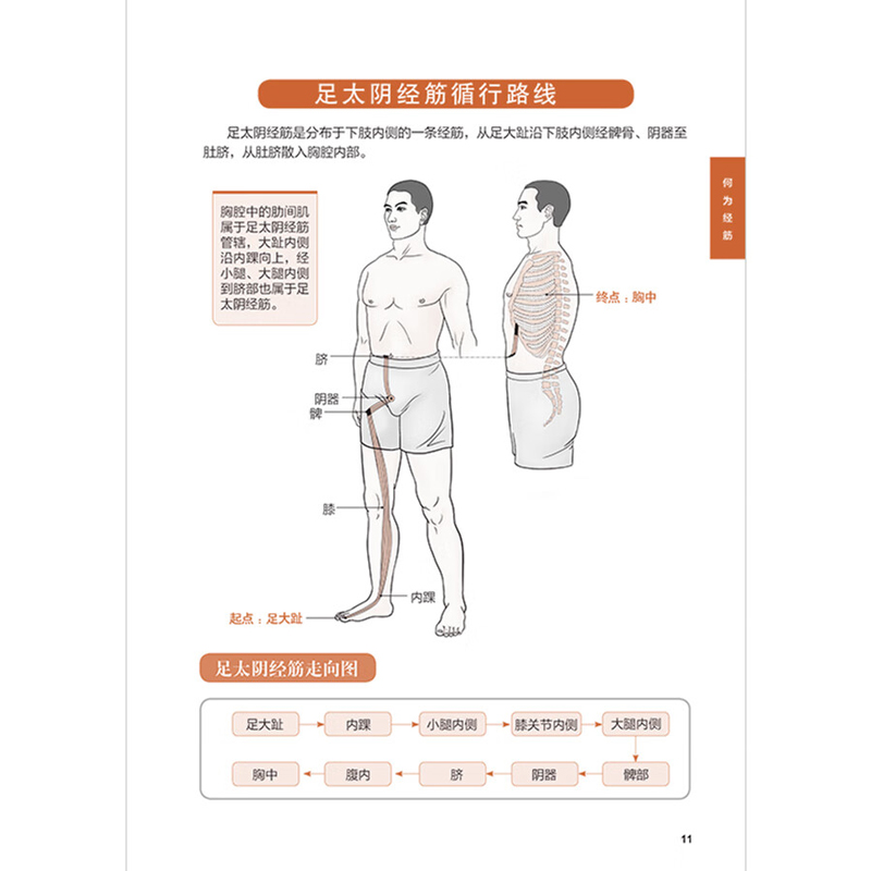 图解十二经络调筋术十二经筋疏通法全图解从头到脚解读一学就会50种经筋病症的康复训练妇科中医养生书籍健康保健腰间盘突出-图3