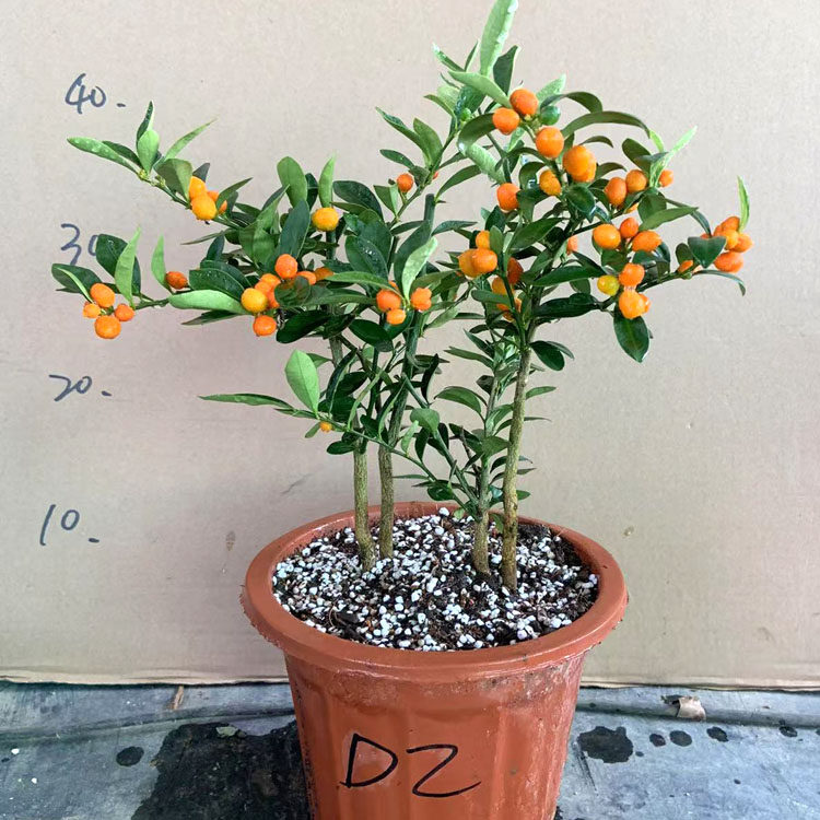 金豆盆景带果金豆盆栽瓜豆掌上微型素材阳台客厅观果植物提根,淘宝优惠券,粉丝福利购,淘宝优惠卷