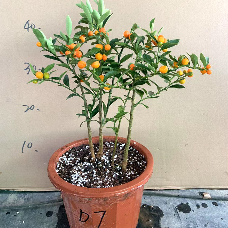 金豆盆景带果金豆盆栽瓜豆掌上微型素材阳台客厅观果植物提根,淘宝优惠券,粉丝福利购,淘宝优惠卷