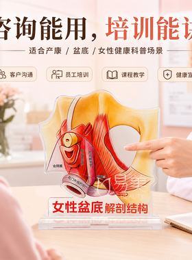 女性骨盆盆底结构科普桌牌盆腔器官解剖图产康门店咨询展示教具