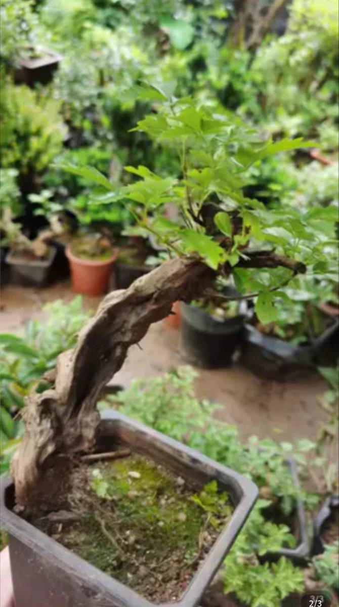 绿植盆栽老树桩阳台观叶开花提根净化空气赤楠紫薇映山红等盆景,淘宝优惠券,粉丝福利购,淘宝优惠卷