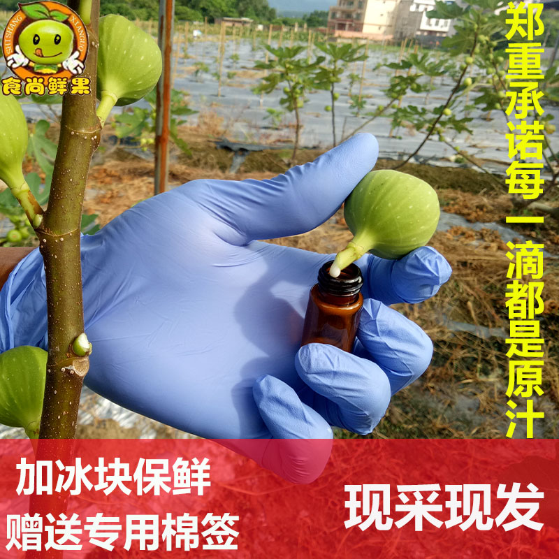 新鲜无花果叶子白汁茎枝原浆乳液扁平尤瘊猴子现货汁液5ml包邮 - 图0