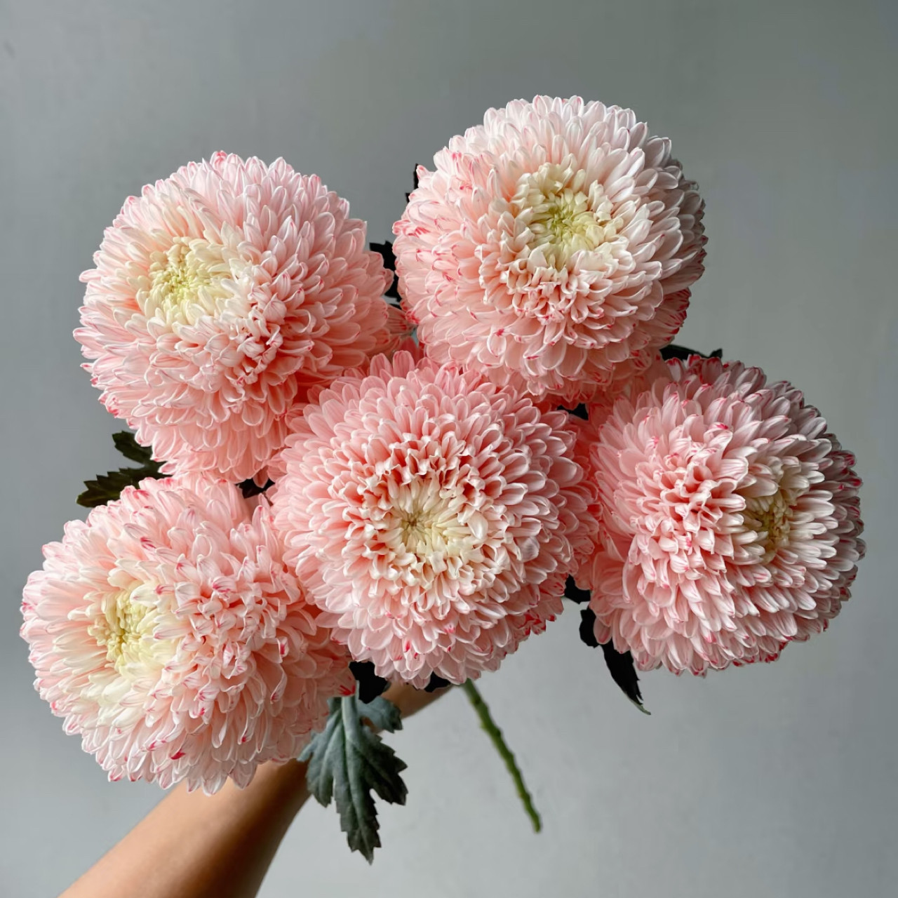 牡丹菊鲜花青花瓷樱花粉紫色花期长好养护家庭养花鲜切花云南鲜花,淘宝优惠券,粉丝福利购,淘宝优惠卷