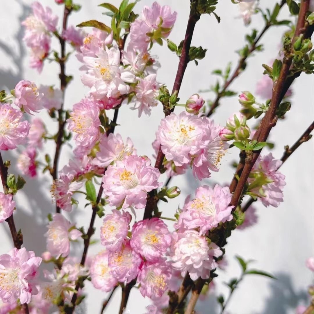 珍珠李「粉白色」季节性鲜花（0度地区拍保温·否则冻坏不售后）,淘宝优惠券,粉丝福利购,淘宝优惠卷