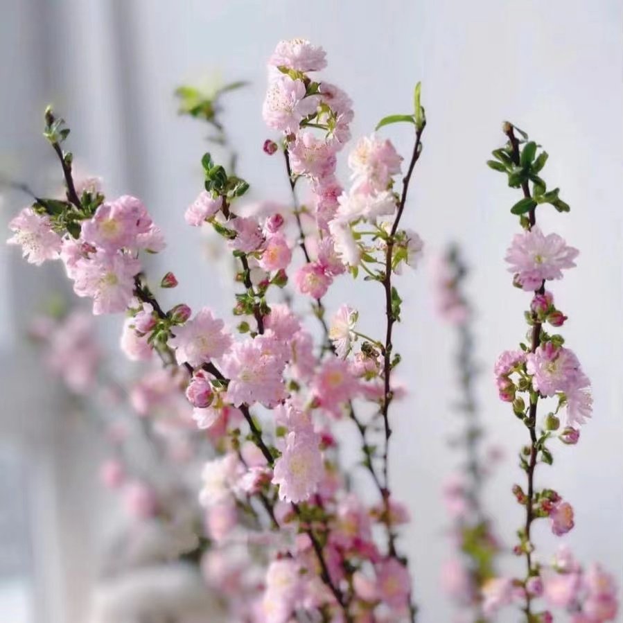 珍珠李「粉白色」季节性鲜花（0度地区拍保温·否则冻坏不售后）,淘宝优惠券,粉丝福利购,淘宝优惠卷