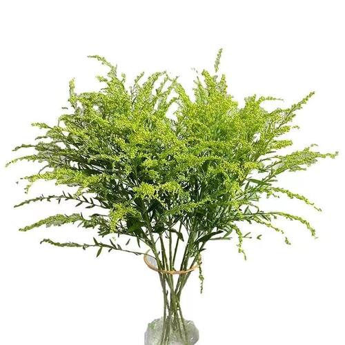 黄莺草鲜花配草插花装饰水养花江苏基地直发伞尾叶草玫瑰菊花配花 - 图3