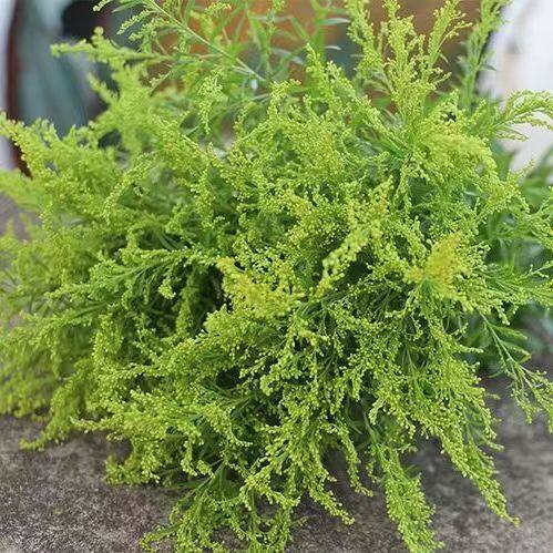 黄莺草鲜花配草插花装饰水养花江苏基地直发伞尾叶草玫瑰菊花配花 - 图0