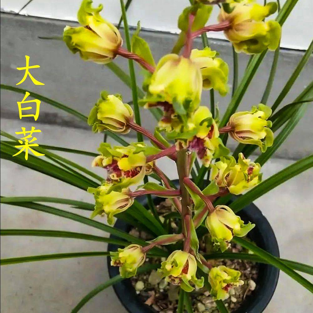 带花苞兰花大全【三星蝶】蕙兰老八种花卉浓香红花绿植室内外盆栽,淘宝优惠券,粉丝福利购,淘宝优惠卷