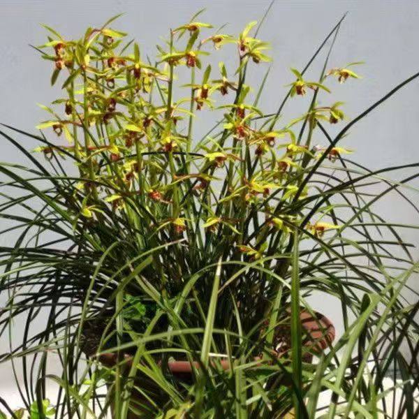 带花苞兰花大全【三星蝶】蕙兰老八种花卉浓香红花绿植室内外盆栽,淘宝优惠券,粉丝福利购,淘宝优惠卷