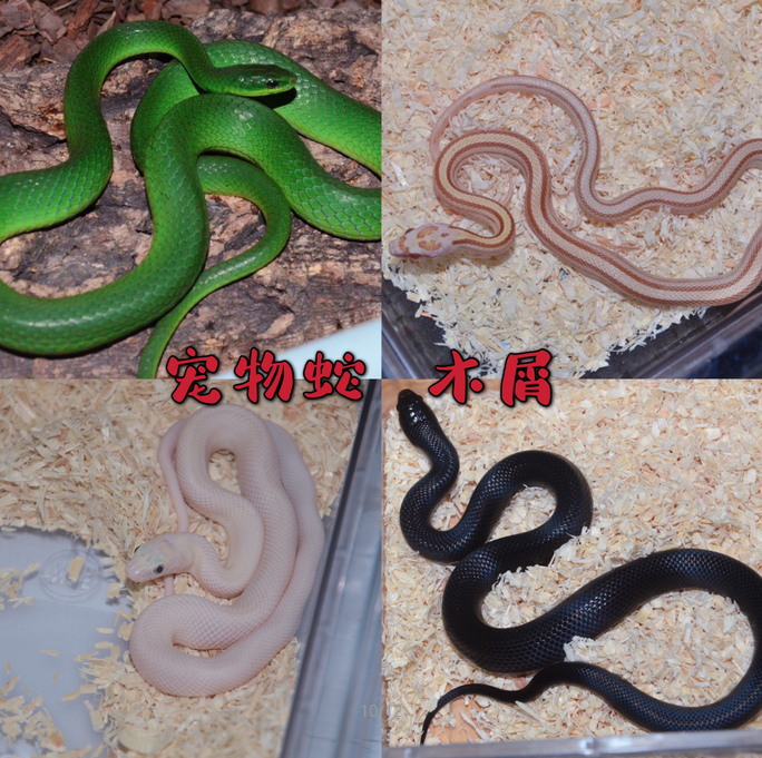 迷你宠物蛇推荐品牌 新人首单立减十元 21年6月 淘宝海外 迷你宠物蛇推荐品牌 新人首单立减十元 21年6月 淘宝海外