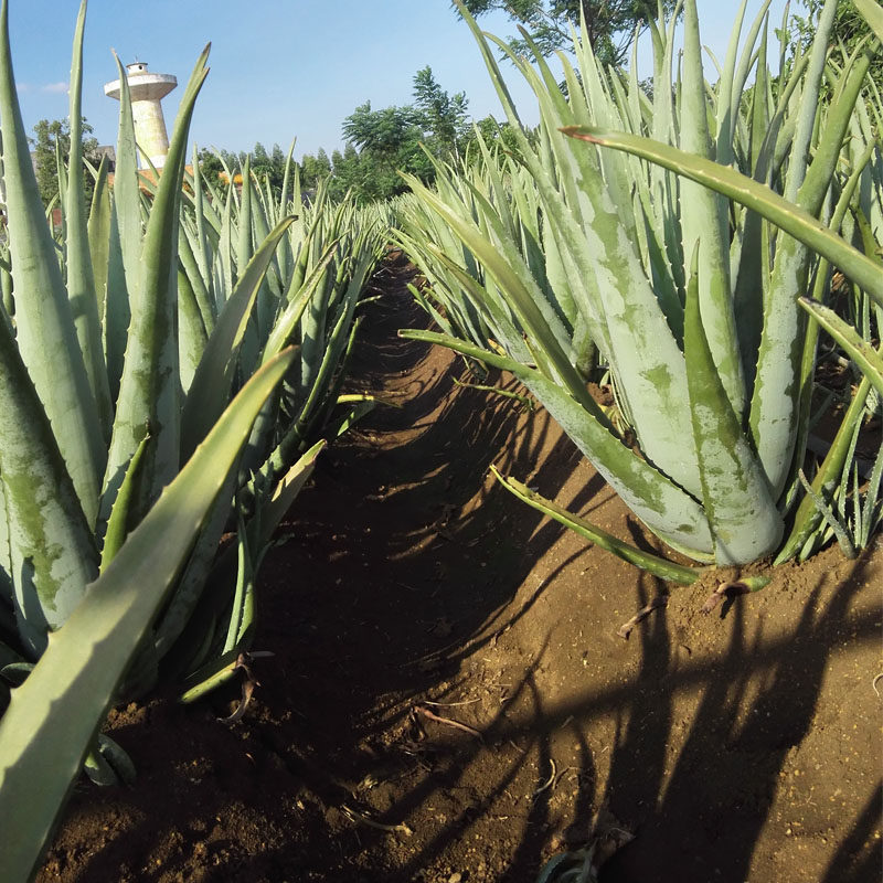 库拉索芦荟植物盆栽苗美国大芦荟超大新鲜吸甲醛室内美容罐肤食用