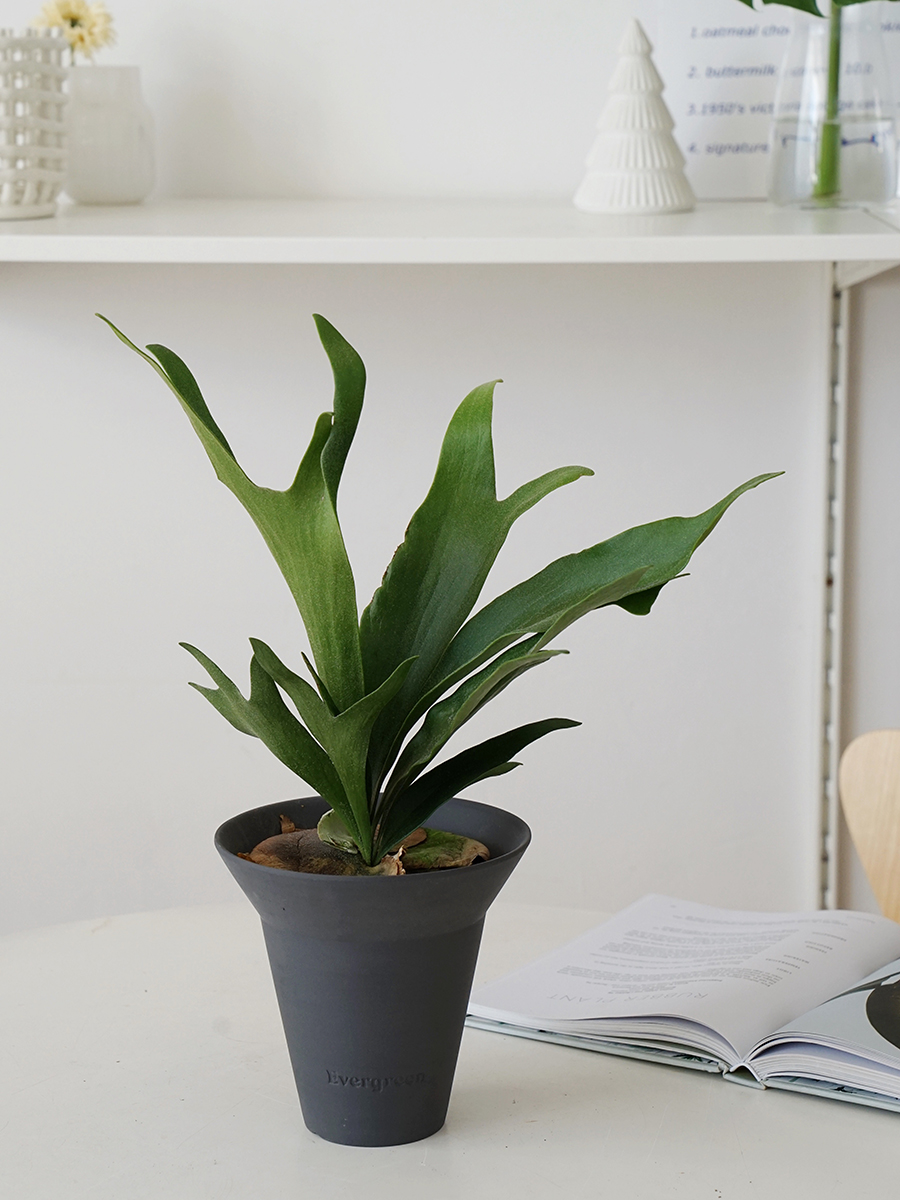 植物私生活 鹿角蕨 ins网红北欧风热带雨林植物 - 图1