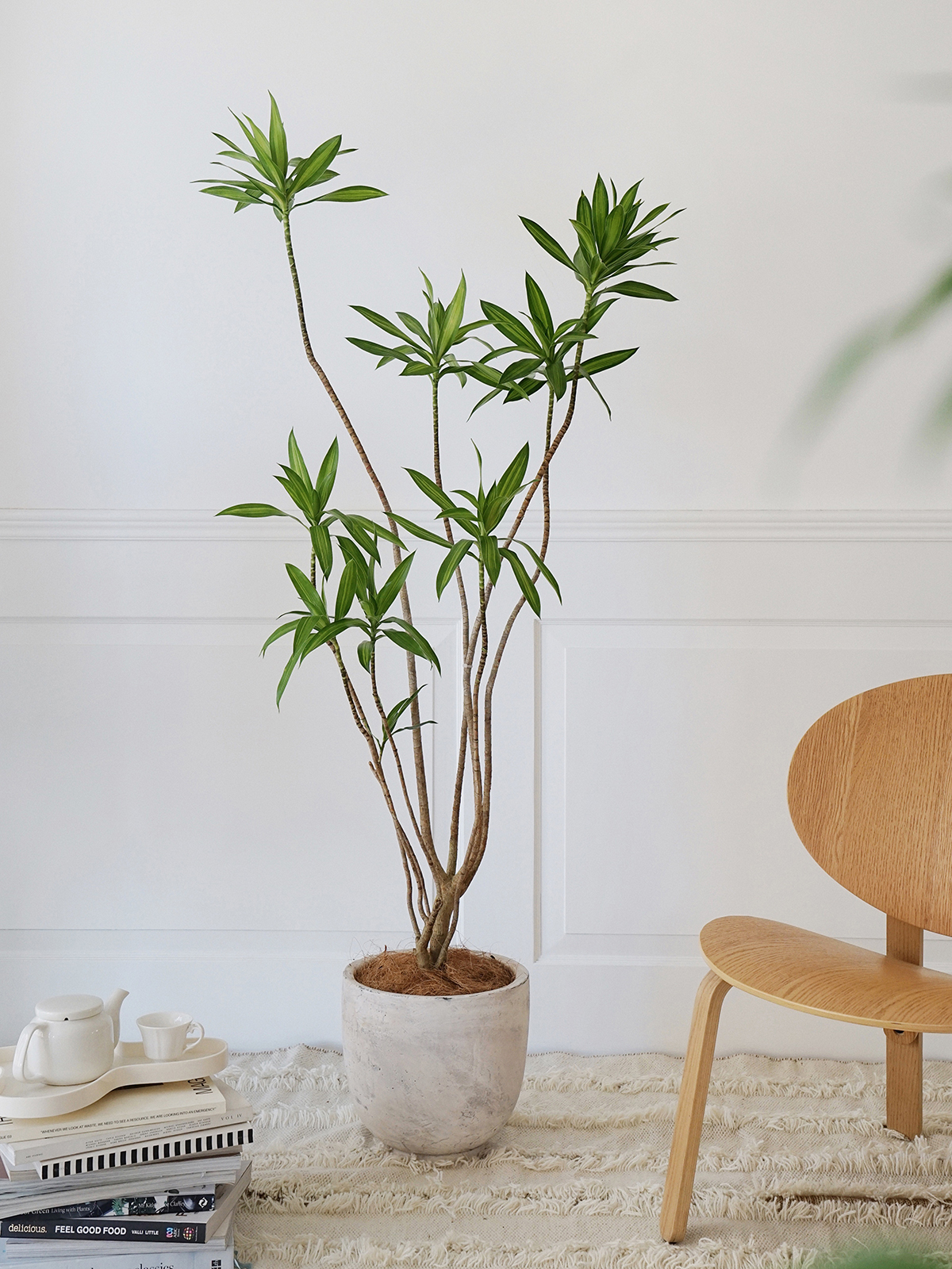 植物私生活 造型百合竹 网红室内客厅大型落地耐阴净化空气绿植 - 图2