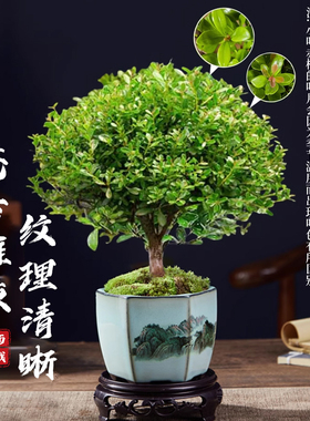 小叶赤楠老桩苗紫檀微景观水培办公室四季好养金丝楠木绿植