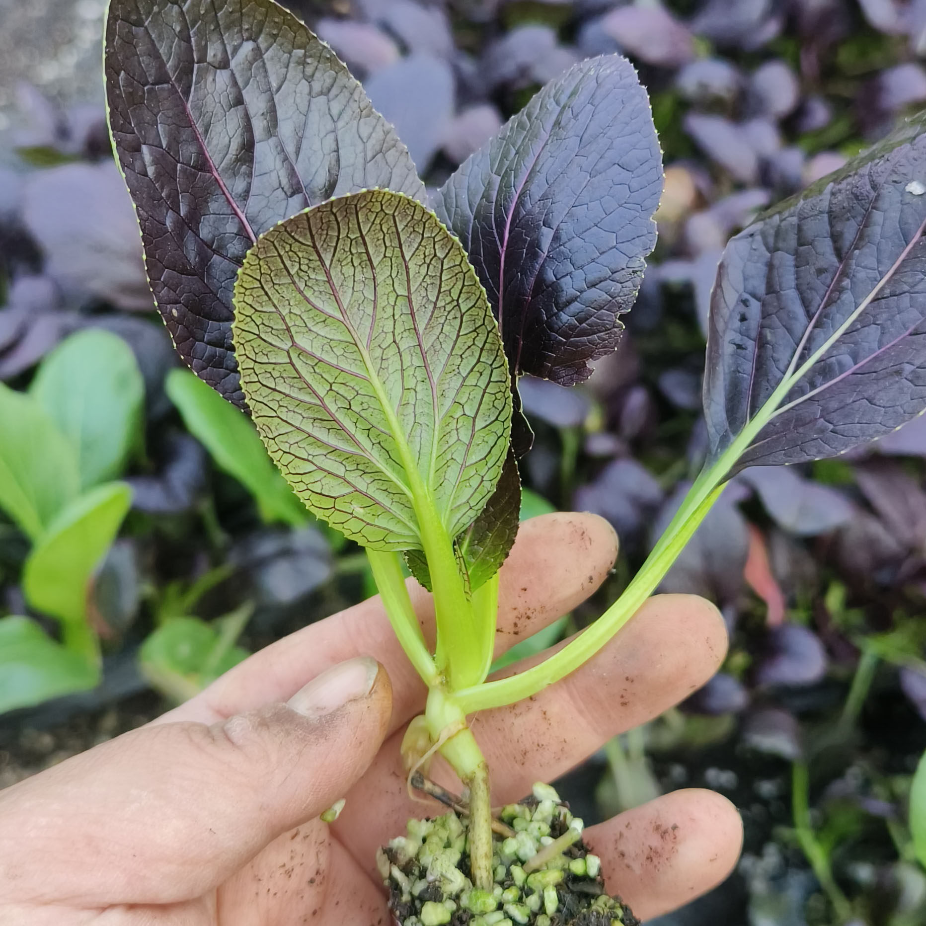 紫罗兰青菜秧苗上海青蔬菜苗生菜苗秋冬耐寒蔬菜苗,淘宝优惠券,粉丝福利购,淘宝优惠卷