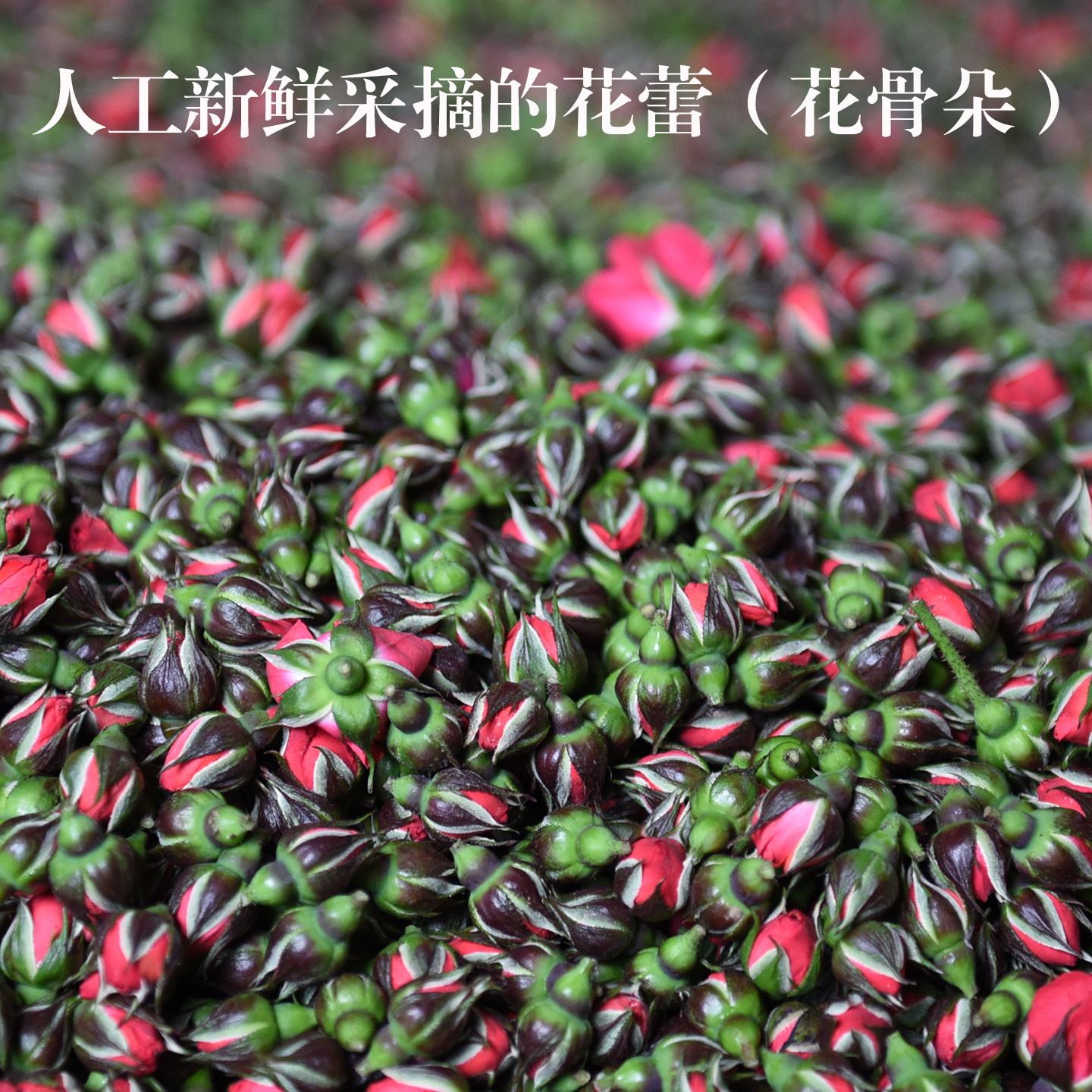 新货云南金边玫瑰花茶300g罐装无硫冻干玫瑰花蕾玫瑰花茶泡水玫瑰,淘宝优惠券,粉丝福利购,淘宝优惠卷
