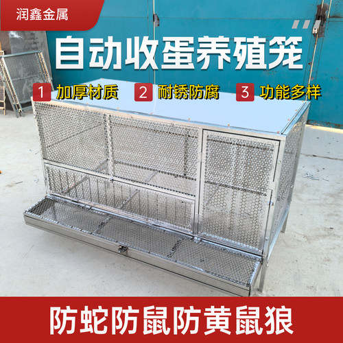 鸡笼可自动收纳鸡蛋防黄鼠狼自动滚落鸡蛋不锈钢网片镀锌支架 - 图0
