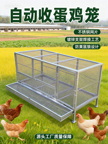 鸡笼可自动收纳鸡蛋防黄鼠狼自动滚落鸡蛋不锈钢网片镀锌支架 - 图3