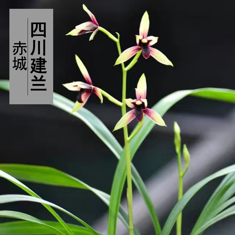 兰花盆栽植物室内四季建兰赤城浓香型无花苞好养客厅阳台名贵花卉 - 图1