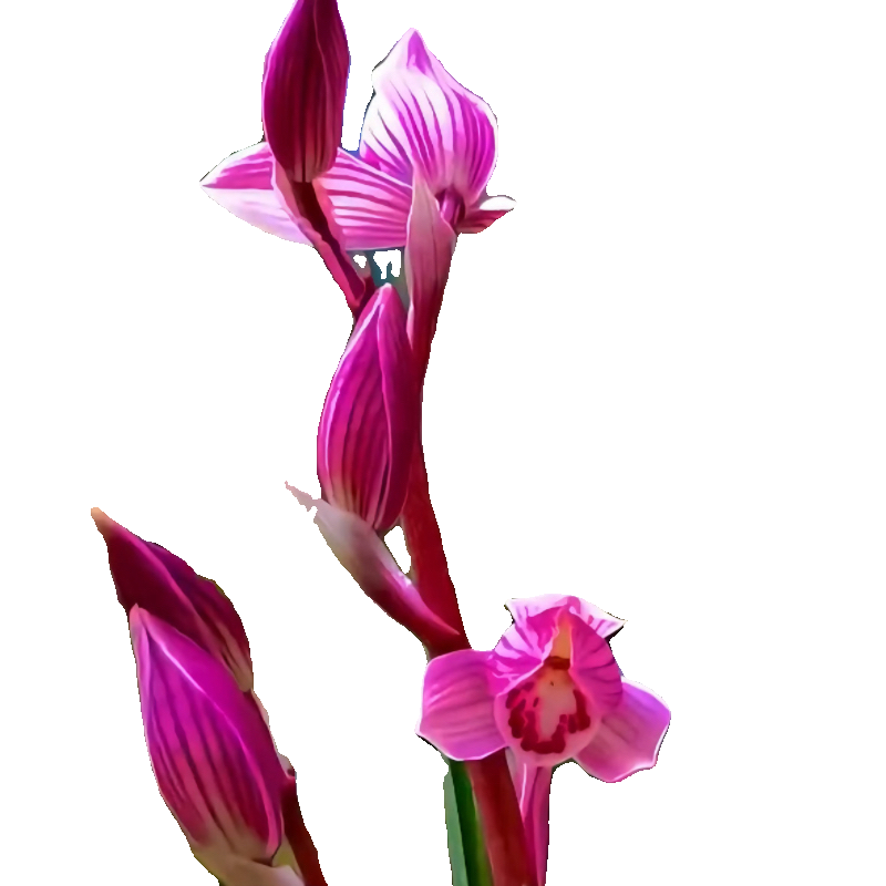莲瓣兰红袖添香无花苞发货浓香花卉绿植裸根进口植物使用好养易花 - 图3