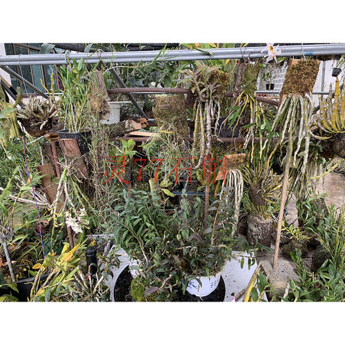 灵77石斛直播专用 金钗石斛鼓槌球花麝香石斛等石斛盆景一物一拍 - 图3