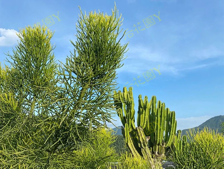 光棍树大戟科沙漠生植物特色绿化绿玉树神仙棒多肉植物庭院造易活 - 图2