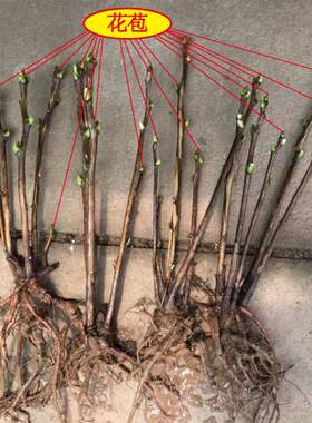 牡丹花苗盆栽洛阳庭院正宗五年大苗菏泽观赏牡丹重瓣四季好养