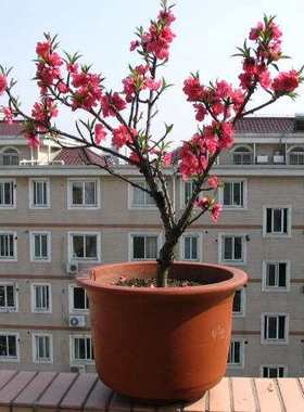 观赏桃花寿星桃苗重瓣桃花寿心桃盆栽盆景桃树苗室外阳台植物