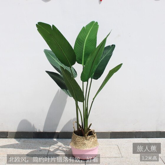 Nordic style large and medium-sized Monstera deliciosa displays Traveler banana